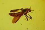 Fossil Fly (Diptera) In Baltic Amber - Jewelry Quality #128347-2